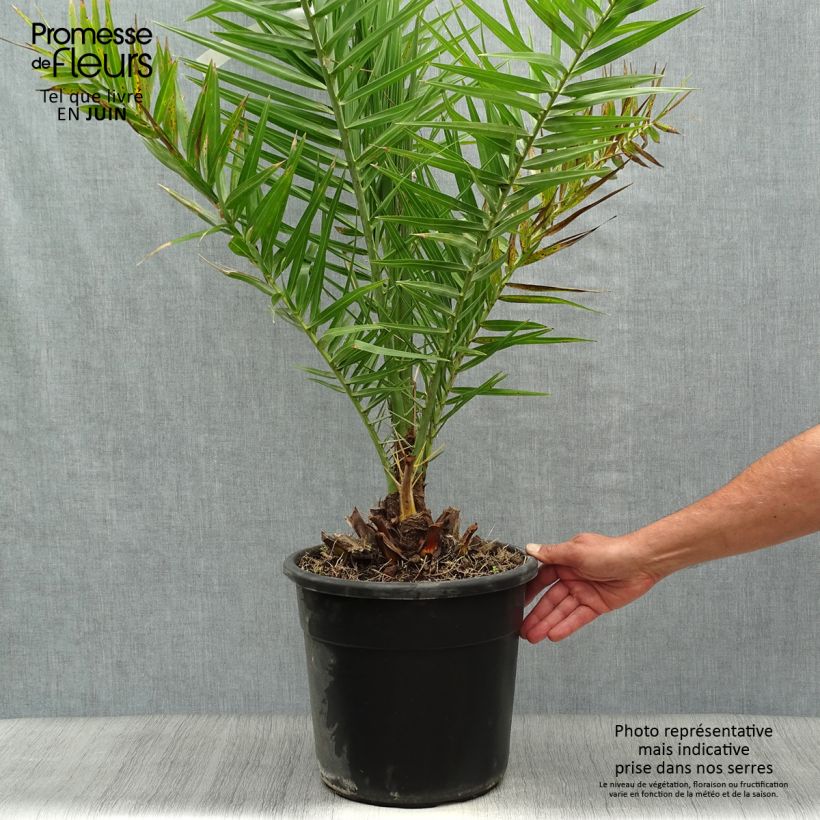 Amostra de Phoenix dactylifera Vaso de 7,5 L/10 L tal como entregue no verão