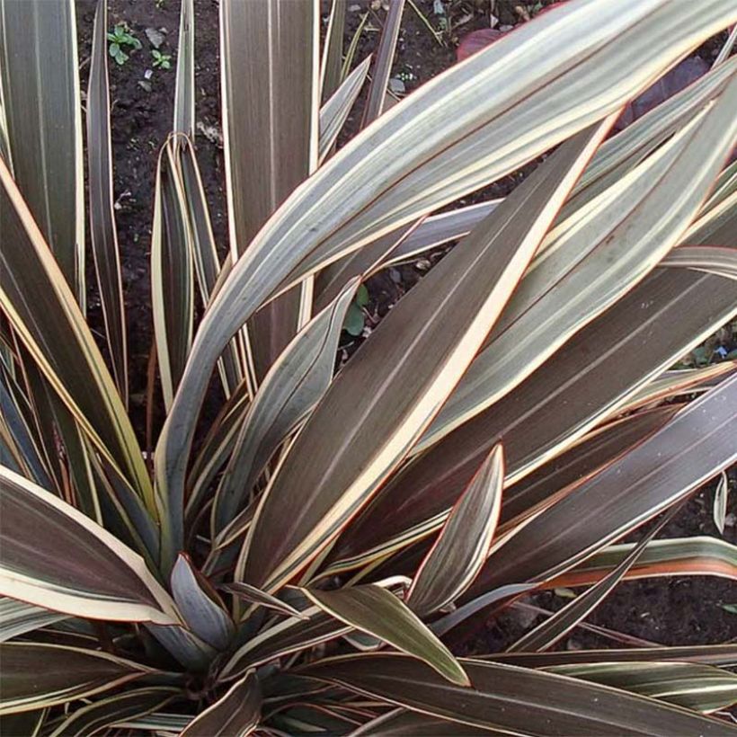 Phormium tenax Alison Blackman (Folhagem)