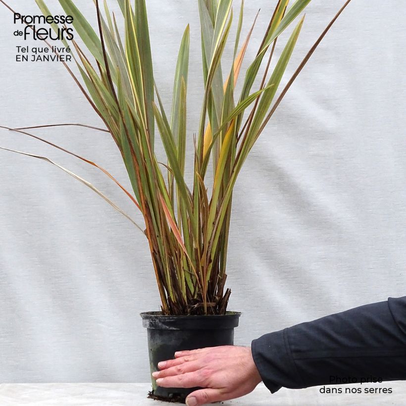 Amostra de Phormium Alison Blackman - Lin de Nouvelle-Zélande Pot de 3L/4L tal como entregue no inverno