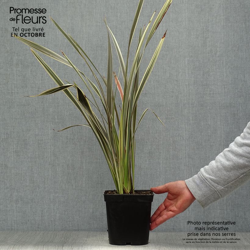 Amostra de Phormium tenax Alison Blackman Vaso de 3 L/4 L tal como entregue no outono