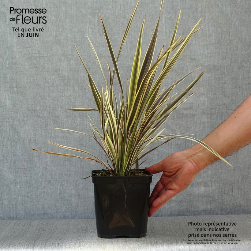 Amostra de Phormium tenax Alison Blackman Vaso de 3 L/4 L tal como entregue no verão