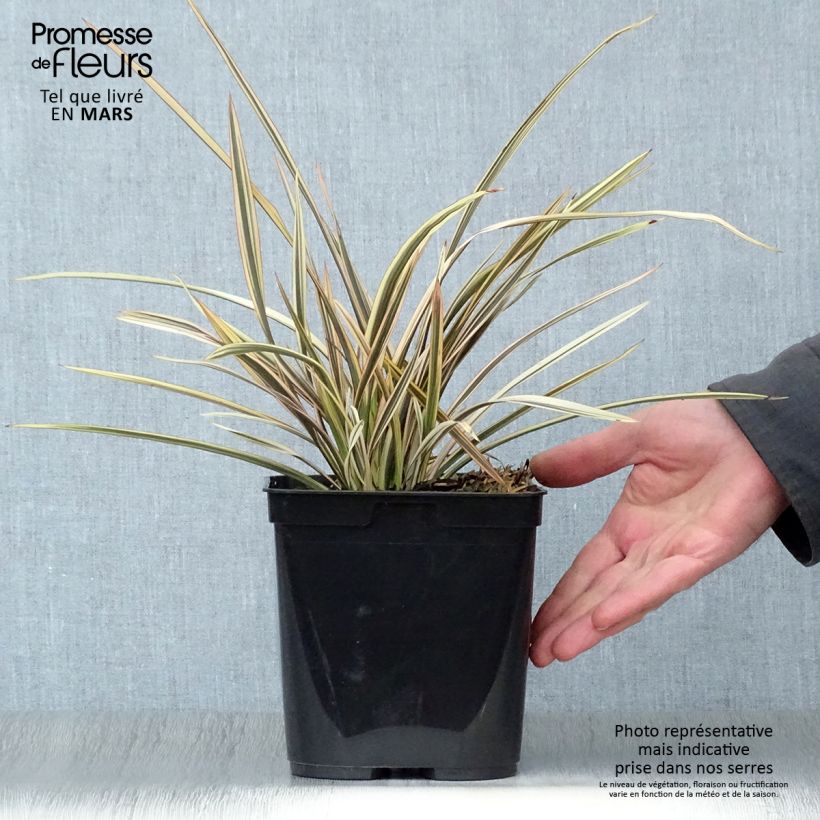 Amostra de Phormium tenax Alison Blackman Vaso de 3 L/4 L tal como entregue na primavera