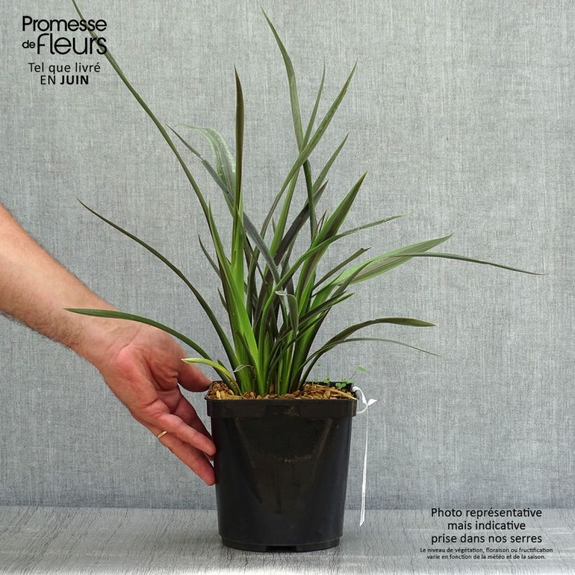 Amostra de Phormium tenax Chocomint Vaso de 3 L/4 L tal como entregue no verão