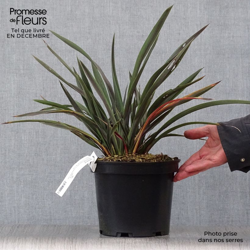 Amostra de Phormium Chocomint - Lin de Nouvelle-Zélande  Vaso de 3 L/4 L tal como entregue no inverno