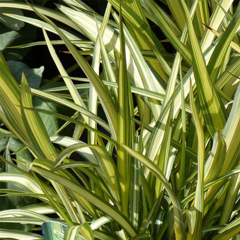 Phormium cookianum Cream Delight (Folhagem)