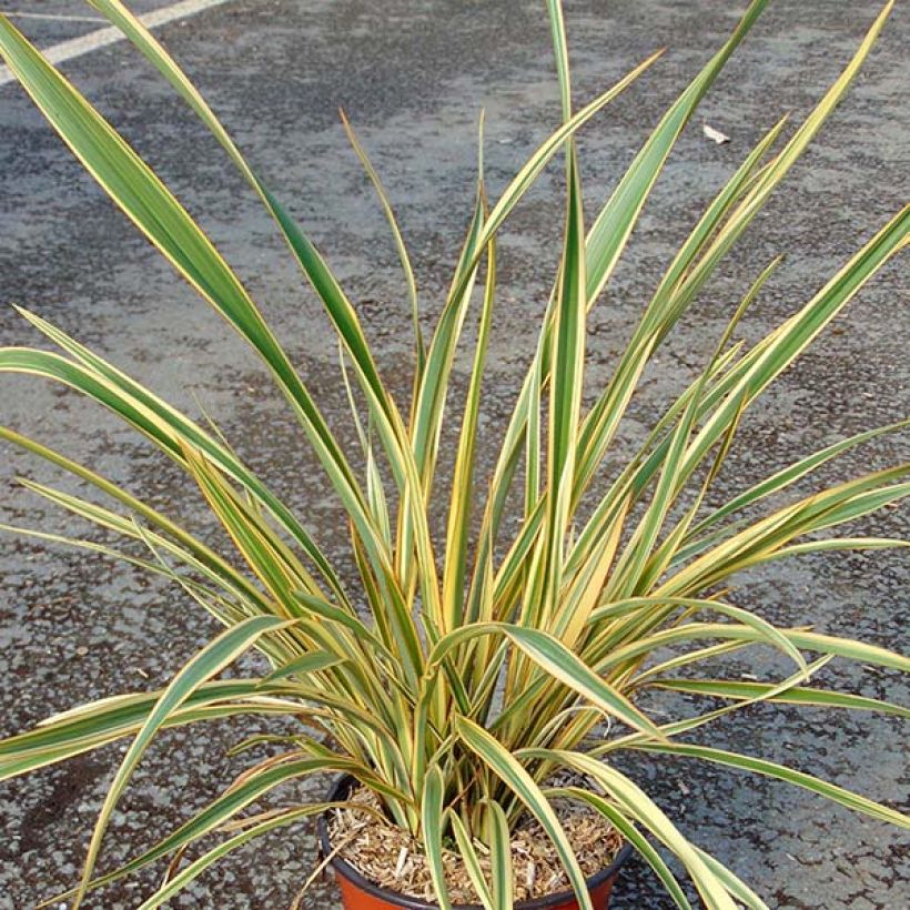 Phormium cookianum Cream Delight (Hábito)