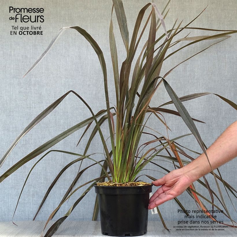 Amostra de Phormium tenax Dark Delight Vaso de 4 L/5 L tal como entregue no outono