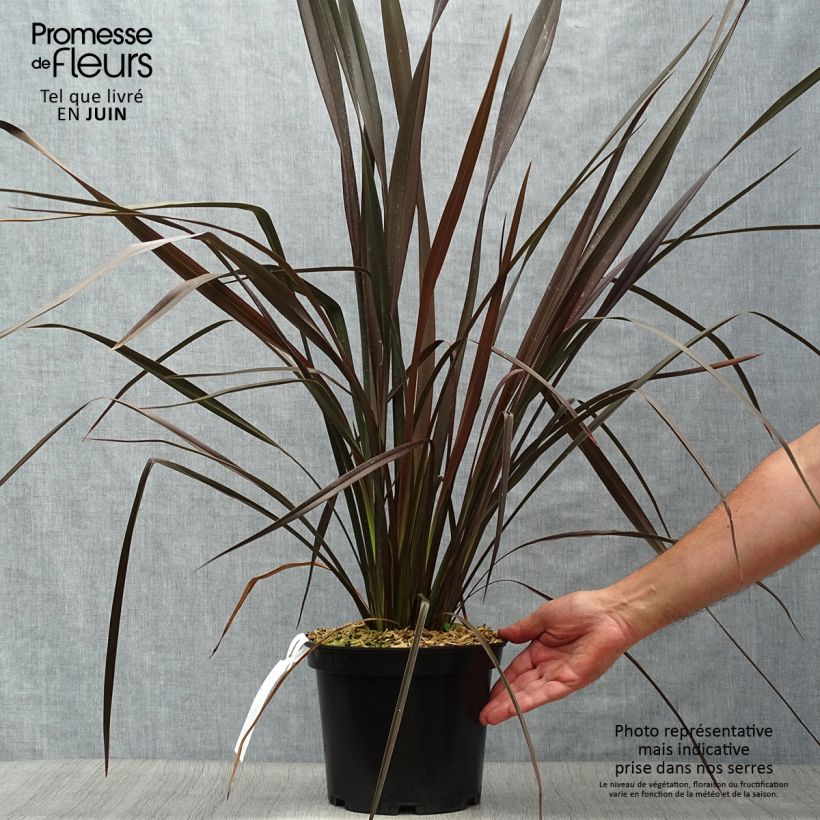 Amostra de Phormium tenax Dark Delight Vaso de 4 L/5 L tal como entregue no verão
