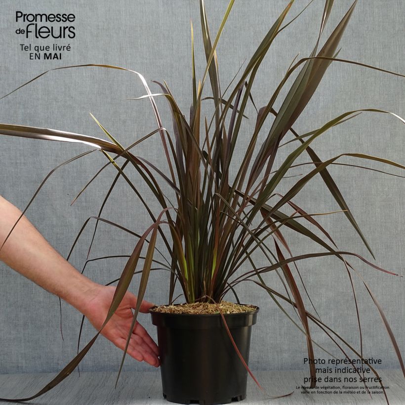 Amostra de Phormium tenax Dark Delight Vaso de 4 L/5 L tal como entregue na primavera