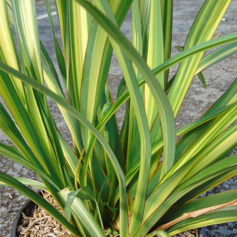 Phormium tenax Golden Ray (Folhagem)