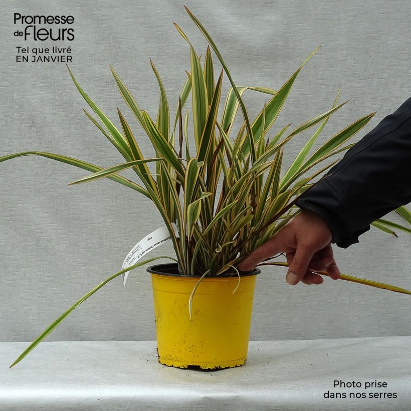 Amostra de Phormium Golden Ray - Lin de Nouvelle-Zélande Vaso de 2 L/3 L tal como entregue no inverno