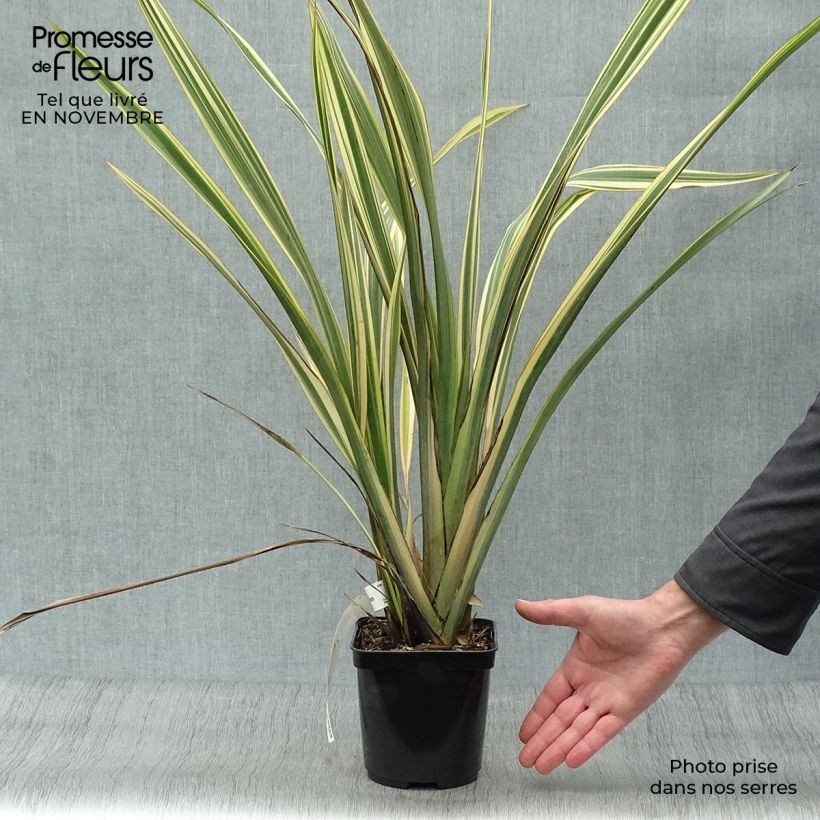 Amostra de Phormium tenax Golden Ray Vaso de 2 L/3 L tal como entregue no outono