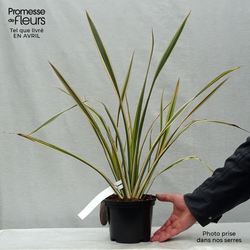 Amostra de Phormium tenax Golden Ray Vaso de 2 L/3 L tal como entregue na primavera