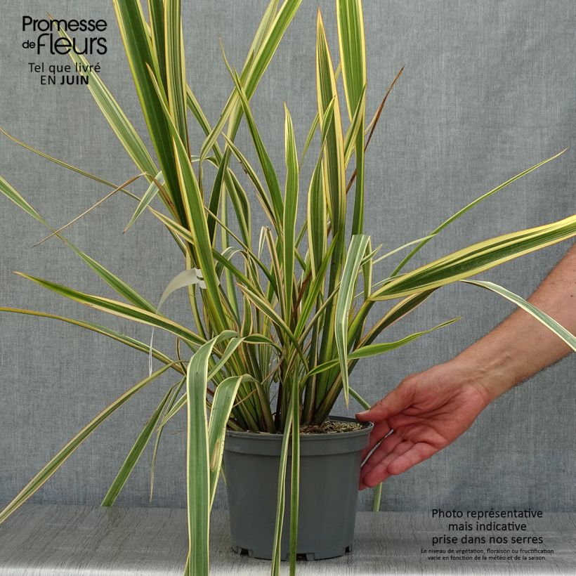 Amostra de Phormium tenax Golden Ray Vaso de 2 L/3 L tal como entregue no verão