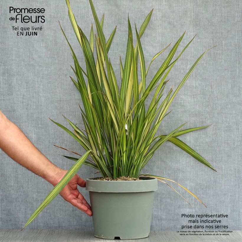Amostra de Phormium tenax Golden Ray Vaso de 7,5 L/10 L tal como entregue no verão