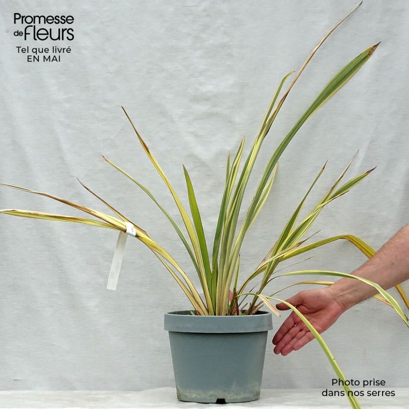 Amostra de Phormium tenax Golden Ray Vaso de 7,5 L/10 L tal como entregue na primavera