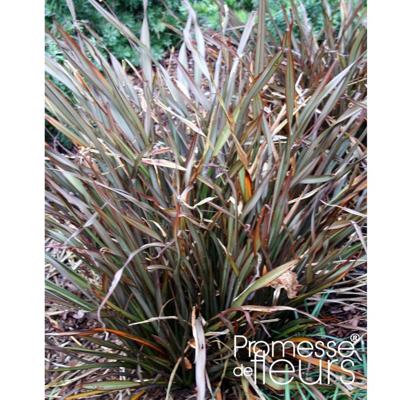 Phormium tenax Jack Spratt (Hábito)