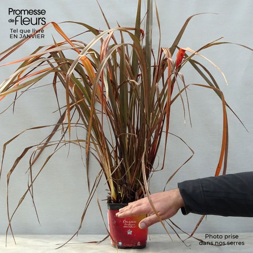 Amostra de Phormium Jack Spratt - Lin de Nouvelle-Zélande Vaso de 2 L/3 L tal como entregue no inverno