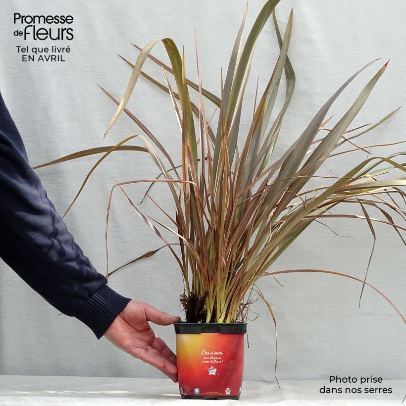 Amostra de Phormium tenax Jack Spratt Vaso de 2 L/3 L tal como entregue na primavera