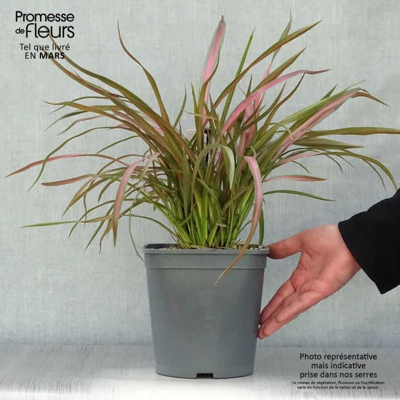 Amostra de Phormium tenax Jester Vaso de 3 L/4 L tal como entregue na primavera