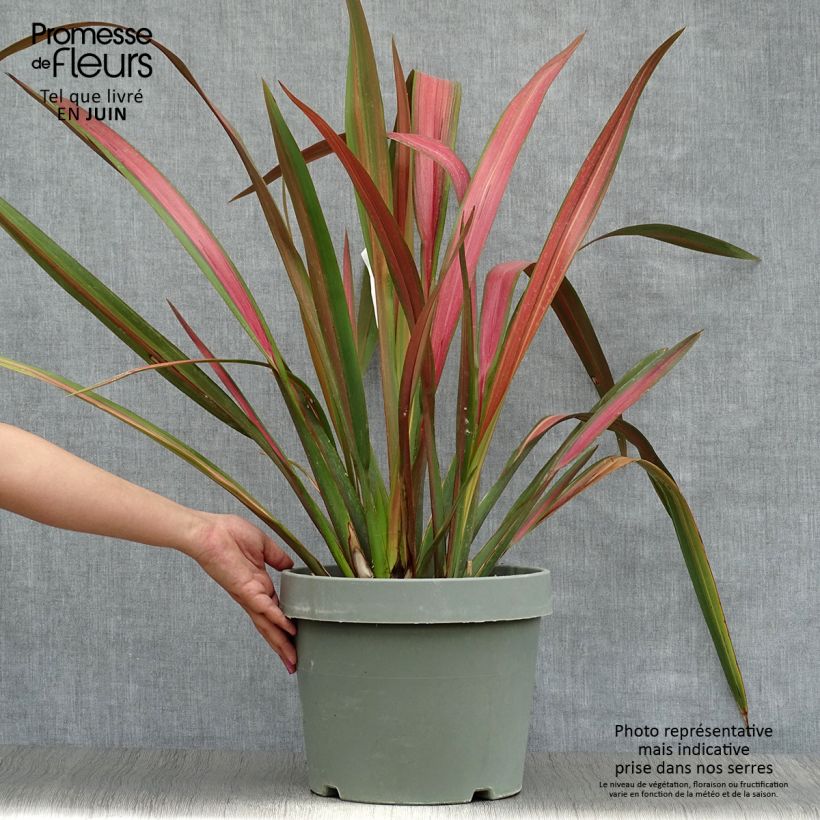 Amostra de Phormium tenax Jester Vaso de 7,5 L/10 L tal como entregue no verão