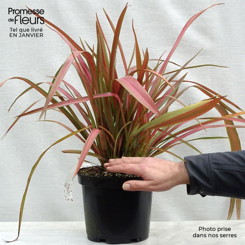 Amostra de Phormium tenax Jester Vaso de 3 L/4 L tal como entregue no inverno