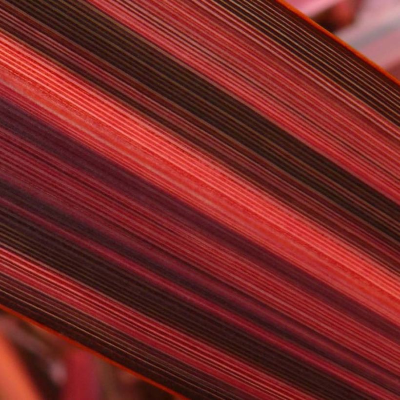 Phormium tenax Margaret Jones (Folhagem)