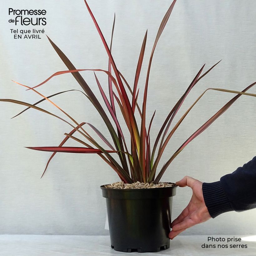 Amostra de Phormium tenax Margaret Jones Vaso de 4 L/5 L tal como entregue na primavera