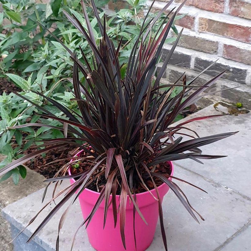 Phormium cookianum Mini Magic (Hábito)