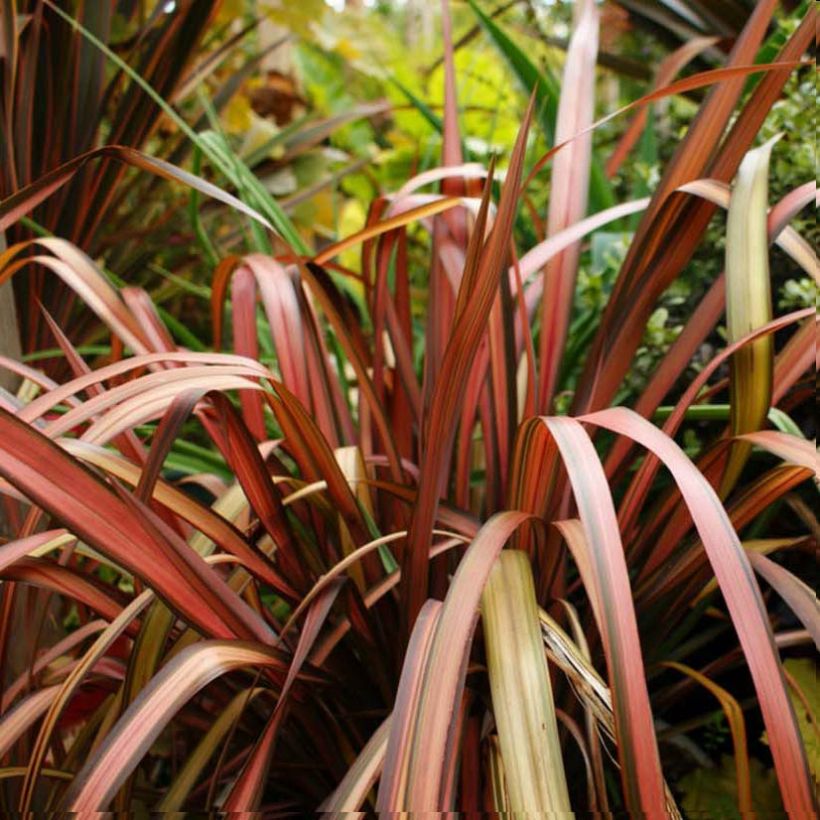 Phormium tenax Pink Panther (Folhagem)