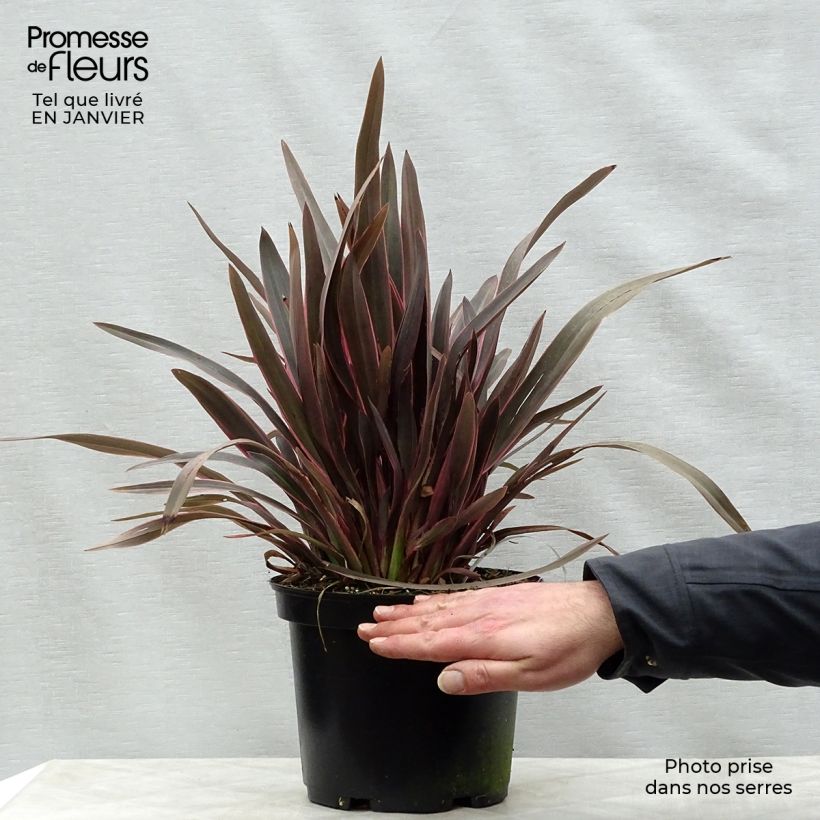 Amostra de Phormium Pink Panther - Lin de Nouvelle-Zélande  Vaso de 2 L/3 L tal como entregue no inverno