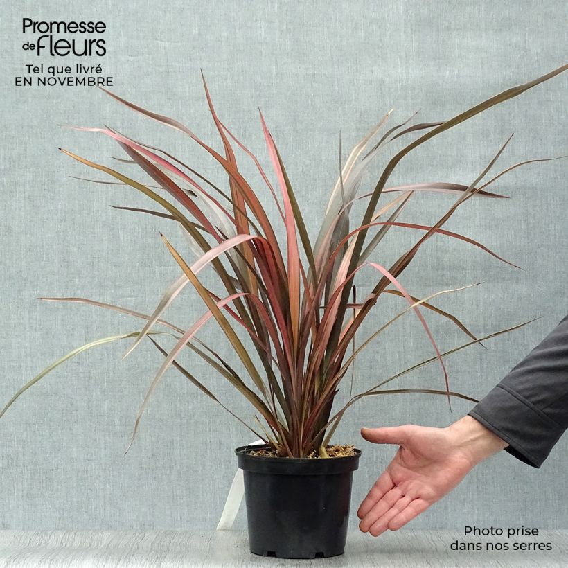 Amostra de Phormium tenax Pink Panther Vaso de 2 L/3 L tal como entregue no outono