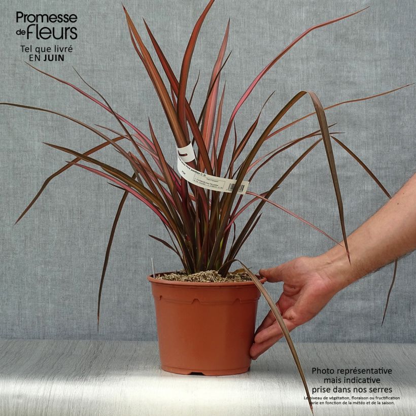 Amostra de Phormium tenax Pink Panther Vaso de 2 L/3 L tal como entregue no verão