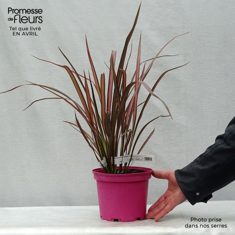 Amostra de Phormium tenax Pink Panther Vaso de 2 L/3 L tal como entregue na primavera