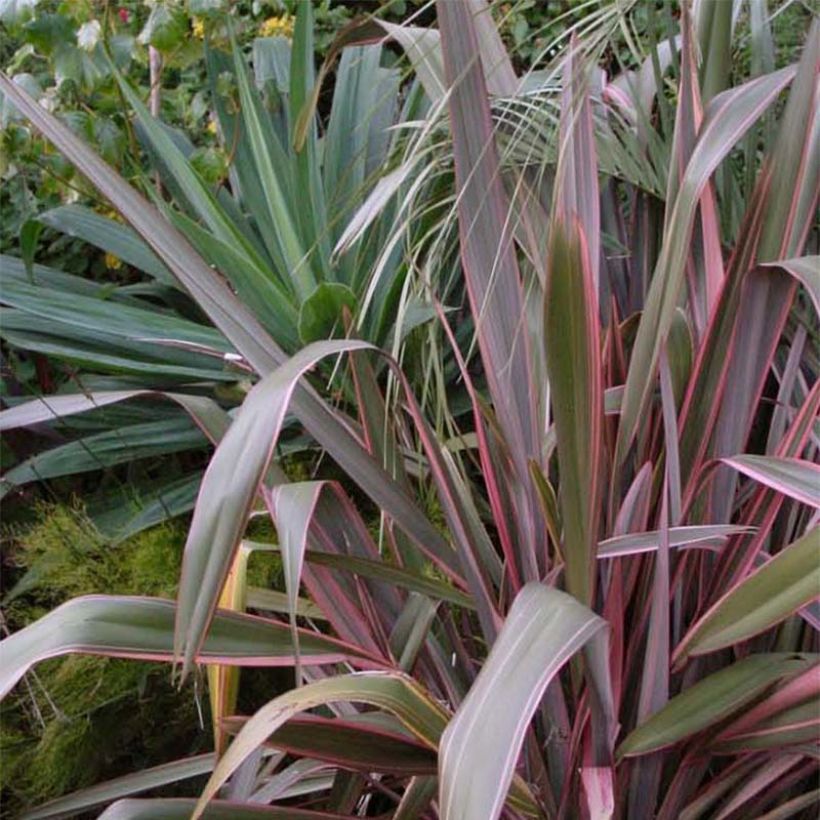 Phormium tenax Pink Stripe (Hábito)