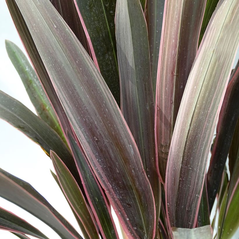 Phormium tenax Pink Stripe (Folhagem)