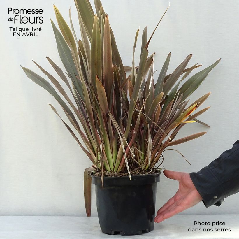 Amostra de Phormium tenax Pink Stripe Vaso de 3 L/4 L tal como entregue na primavera