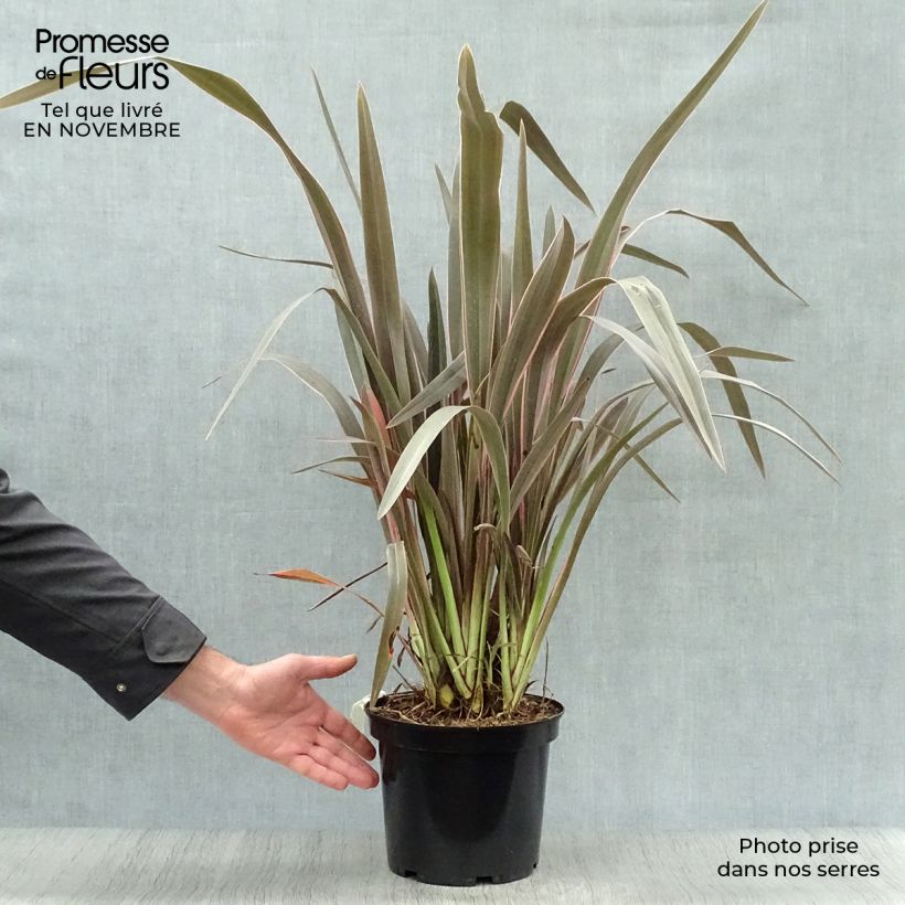 Amostra de Phormium tenax Pink Stripe Vaso de 3 L/4 L tal como entregue no outono