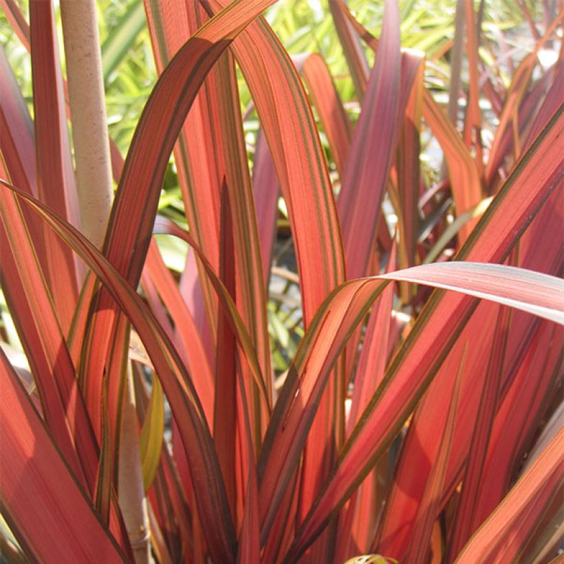 Phormium tenax Rainbow Maiden (Folhagem)