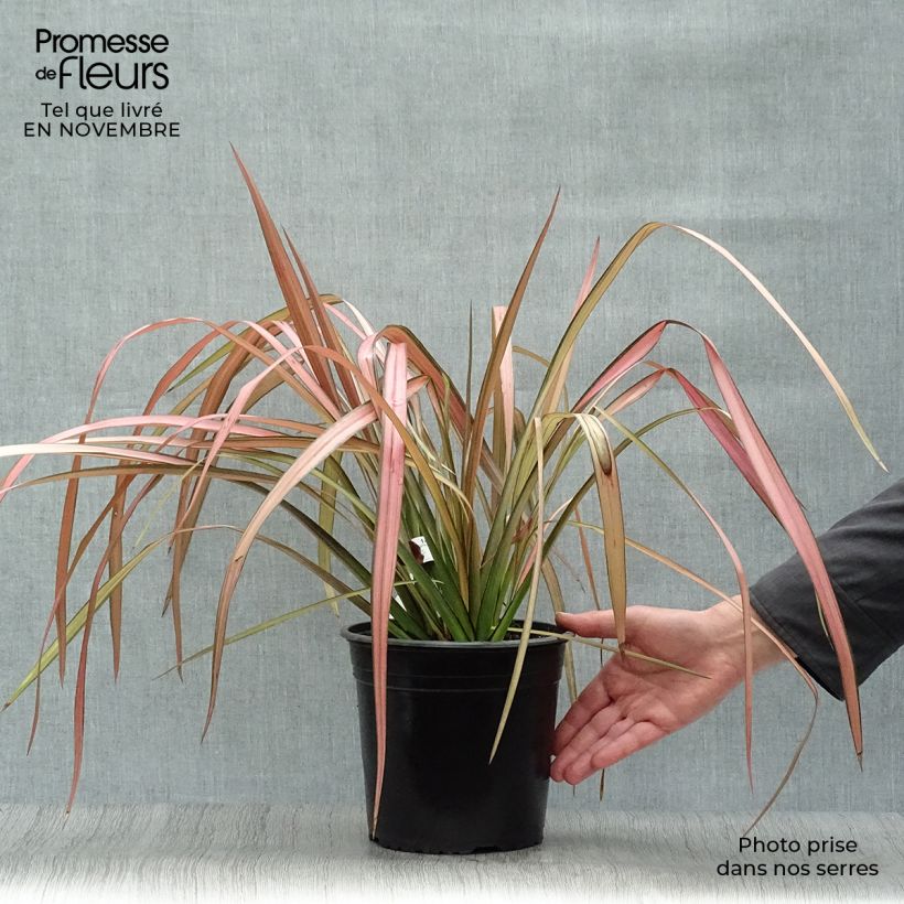 Amostra de Phormium tenax Rainbow Maiden Vaso de 3 L/4 L tal como entregue no outono