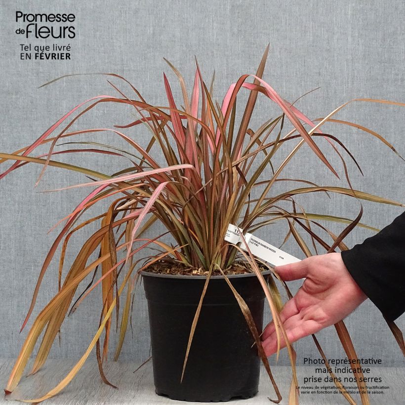 Amostra de Phormium Rainbow Maiden - Lin de Nouvelle-Zélande Vaso de 3 L/4 L tal como entregue no inverno