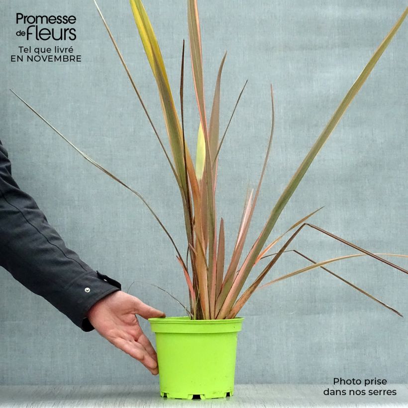 Amostra de Phormium tenax Rainbow Queen Vaso de 2 L/3 L tal como entregue no outono