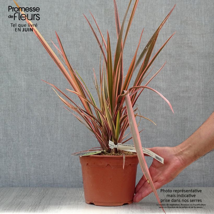 Amostra de Phormium tenax Rainbow Queen Vaso de 2 L/3 L tal como entregue no verão