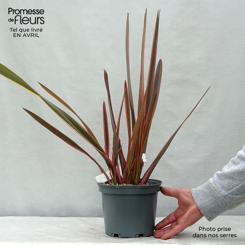 Amostra de Phormium tenax Rainbow Queen Vaso de 2 L/3 L tal como entregue na primavera