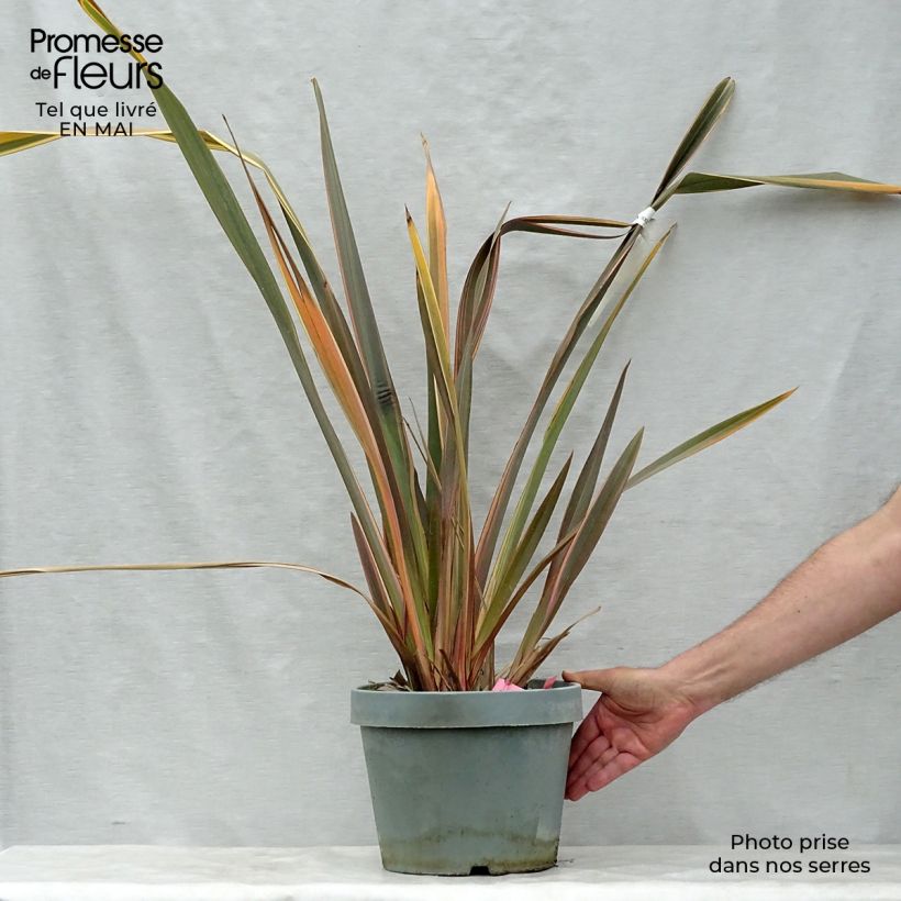 Amostra de Phormium tenax Rainbow Queen Vaso de 7,5 L/10 L tal como entregue na primavera