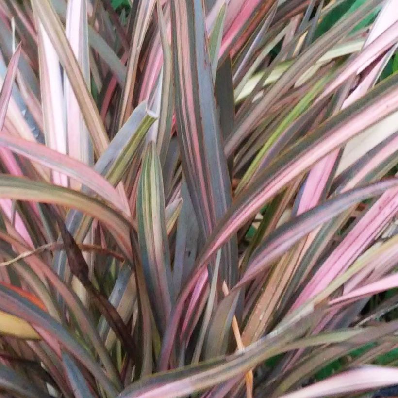 Phormium tenax Rainbow Sunrise (Folhagem)