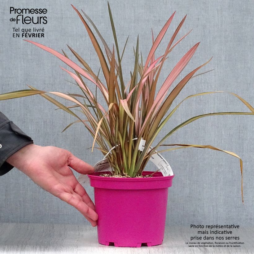 Amostra de Phormium tenax Rainbow Sunrise Vaso de 3 L/4 L tal como entregue no inverno