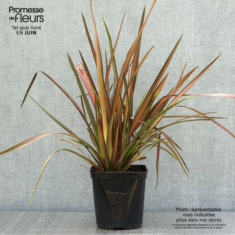 Amostra de Phormium tenax Rainbow Sunrise Vaso de 3 L/4 L tal como entregue no verão