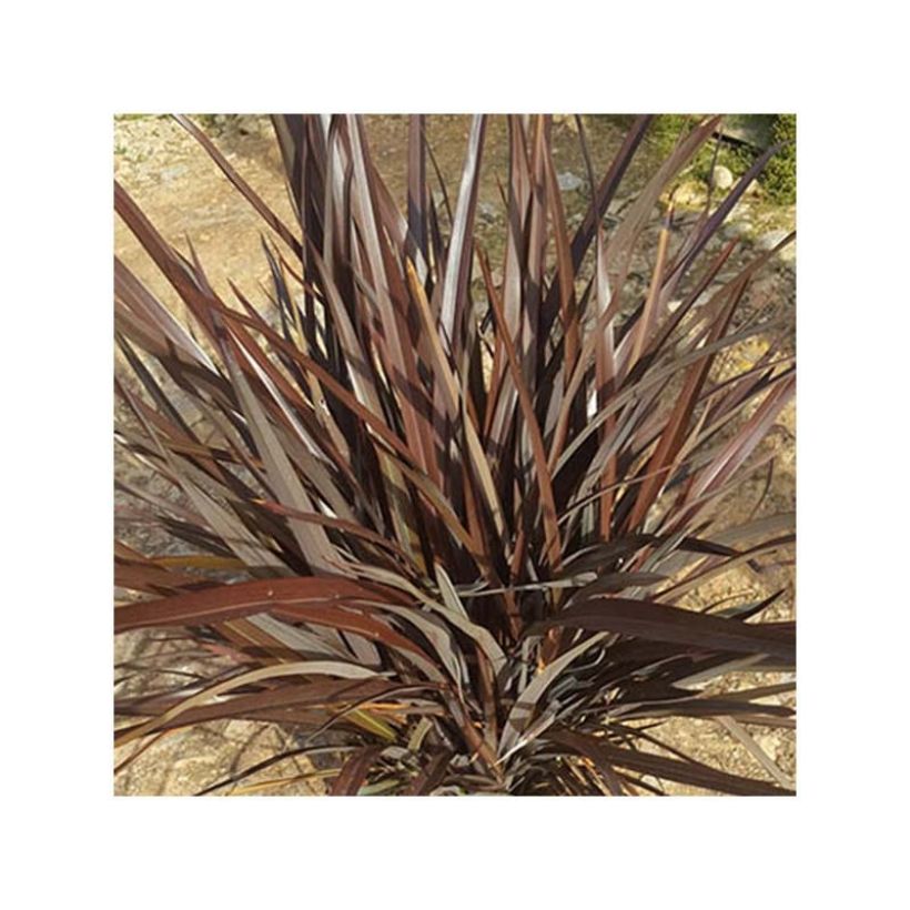 Phormium tenax Special Red (Hábito)