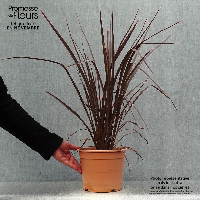 Amostra de Phormium tenax Special Red Vaso de 4 L/5 L tal como entregue no outono